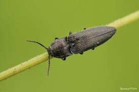 Attēlu rezultāti vaicājumam “Cidnopus aeruginosus”