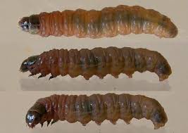 Attēlu rezultāti vaicājumam “Spilonota ocellana”