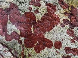 Attēlu rezultāti vaicājumam “Hildenbrandia rivularis”