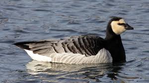 Attēlu rezultāti vaicājumam “Branta leucopsis adult”