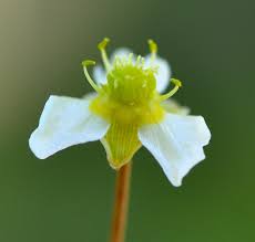 Attēlu rezultāti vaicājumam “Alisma plantago-aquatica flower”