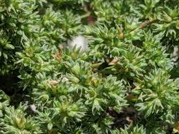 Attēlu rezultāti vaicājumam “Scleranthus annuus”