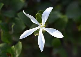 Attēlu rezultāti vaicājumam “Cribraria macrocarpa young”