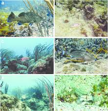 Image result for Mycteroperca microlepis