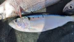 Image result for Alosa fallax