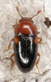 Attēlu rezultāti vaicājumam “Erotylidae”