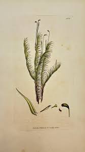 Attēlu rezultāti vaicājumam “Dicranum majus”