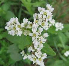 Attēlu rezultāti vaicājumam “Fagopyrum esculentum flower”
