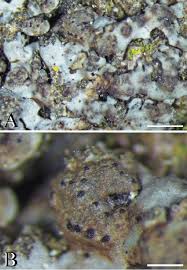 Attēlu rezultāti vaicājumam “Phaeophyscia orbicularis”