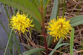 Attēlu rezultāti vaicājumam “Lysimachia thyrsiflora”
