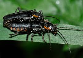 Attēlu rezultāti vaicājumam “Cantharis obscura”