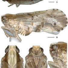 Attēlu rezultāti vaicājumam “Planaphrodes sp.”