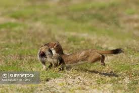 Attēlu rezultāti vaicājumam “Mustela erminea adult”