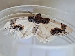 Attēlu rezultāti vaicājumam “Ligdia adustata”