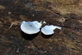 Attēlu rezultāti vaicājumam “Postia caesia”