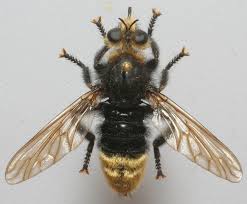 Attēlu rezultāti vaicājumam “Laphria gibbosa”