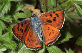 Attēlu rezultāti vaicājumam “Lycaena alciphron underside”