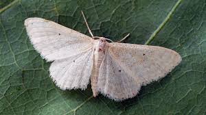 Attēlu rezultāti vaicājumam “Idaea sylvestraria”