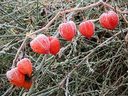 Attēlu rezultāti vaicājumam “Physalis alkekengi”