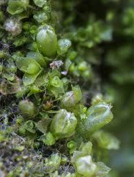 Attēlu rezultāti vaicājumam “Leiocolea collaris”