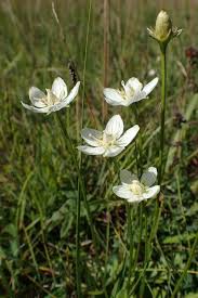 Attēlu rezultāti vaicājumam “Parnassia palustris flower”