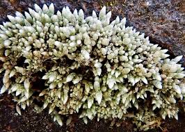 Attēlu rezultāti vaicājumam “Bryum argenteum”