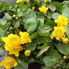 Attēlu rezultāti vaicājumam “Eleocharis uniglumis fruit”