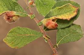 Attēlu rezultāti vaicājumam “Euura pedunculi”