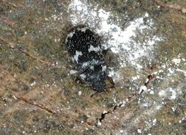 Attēlu rezultāti vaicājumam “Megatoma undata”