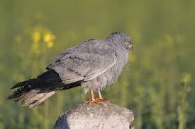 Attēlu rezultāti vaicājumam “Circus pygargus adult”