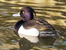 Attēlu rezultāti vaicājumam “Aythya fuligula male”