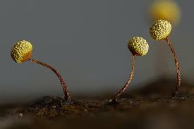 Attēlu rezultāti vaicājumam “Physarum oblatum macro”