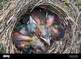 Attēlu rezultāti vaicājumam “Turdus merula nest”