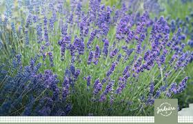 Image result for Lavendel