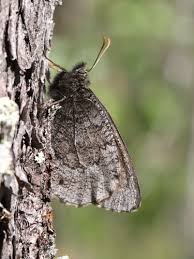 Attēlu rezultāti vaicājumam “Oeneis jutta”