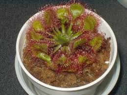 Attēlu rezultāti vaicājumam “Drosera rotundifolia fruit”