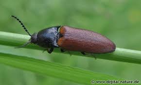 Attēlu rezultāti vaicājumam “Ampedus pomorum”