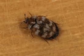 Attēlu rezultāti vaicājumam “Anthrenus verbasci”