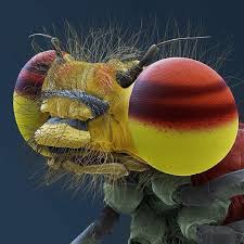 Attēlu rezultāti vaicājumam “Pyrrhosoma nymphula”