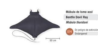 Image result for Mobula thurstoni