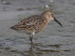 Attēlu rezultāti vaicājumam “Calidris alpina”