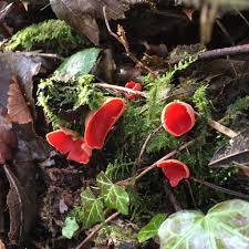 Attēlu rezultāti vaicājumam “Sarcoscypha austriaca var. lutea”