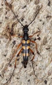 Attēlu rezultāti vaicājumam “Strangalia attenuata”