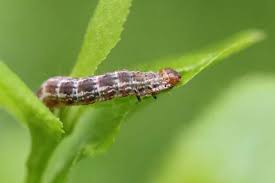 Attēlu rezultāti vaicājumam “Hydriomena furcata”