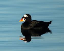 Image result for Melanitta perspicillata