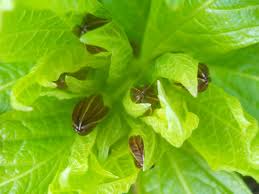 Attēlu rezultāti vaicājumam “Scopolia carniolica leaf”