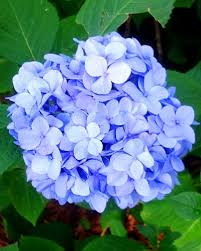Attēlu rezultāti vaicājumam “Hydrangea”