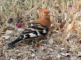 Image result for hoepoe