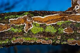 Attēlu rezultāti vaicājumam “Cylindrobasidium evolvens”