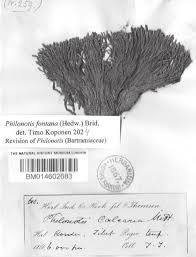 Attēlu rezultāti vaicājumam “Pohlia wahlenbergii var. calcarea”